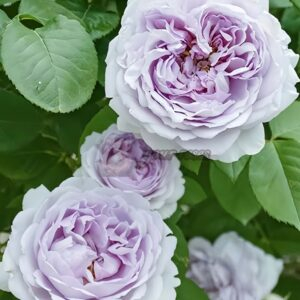 Qingwu Rose plant丨Your roses
