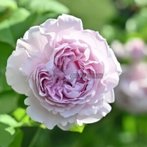 Ramiel Rose for sale丨Your roses