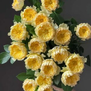 Salt Pickled Sakura Rose plant丨Your roses