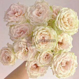 Sugar Time Rose丨Your roses