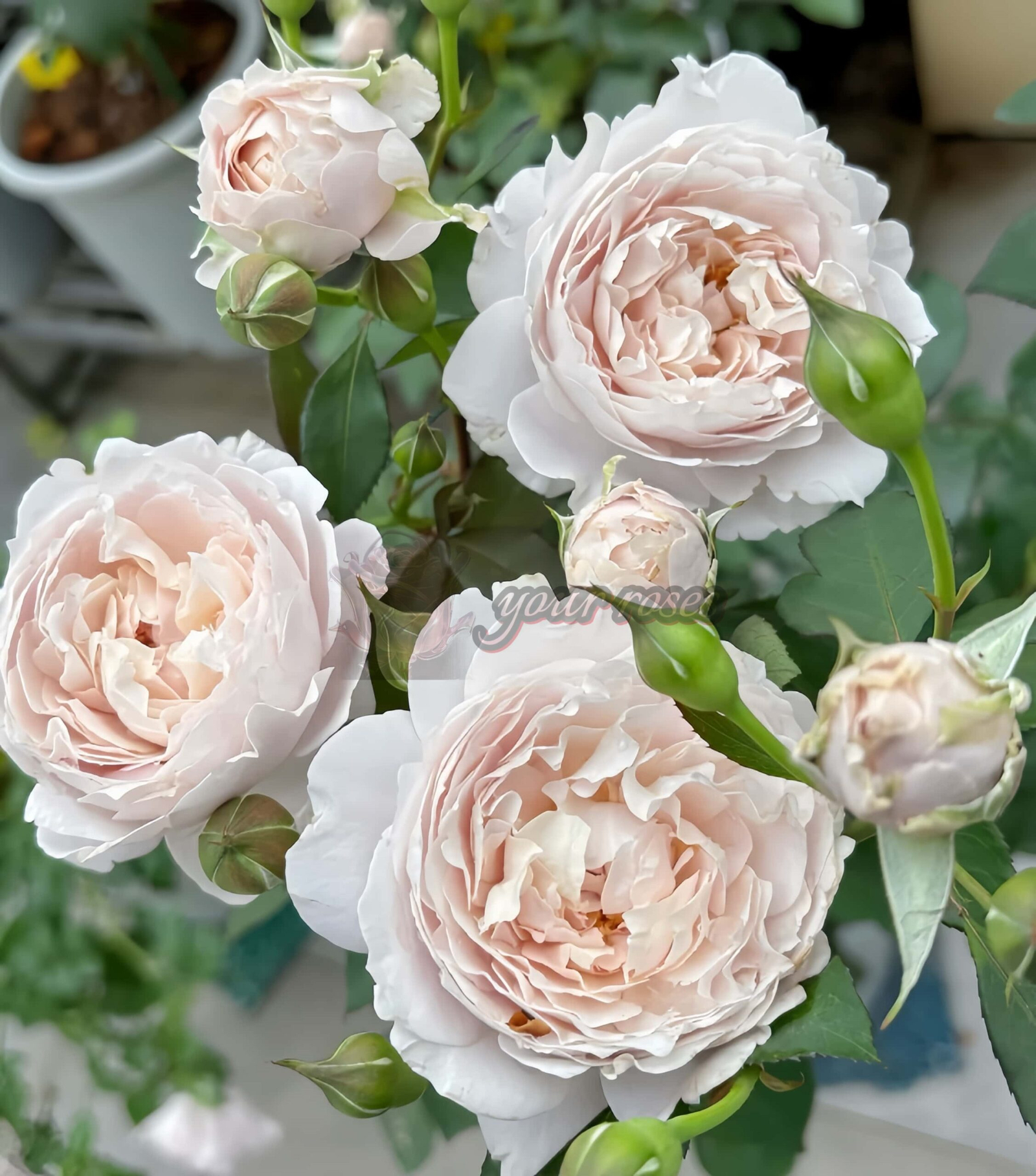 Xiuyun Liandai Rose for sale丨Your roses