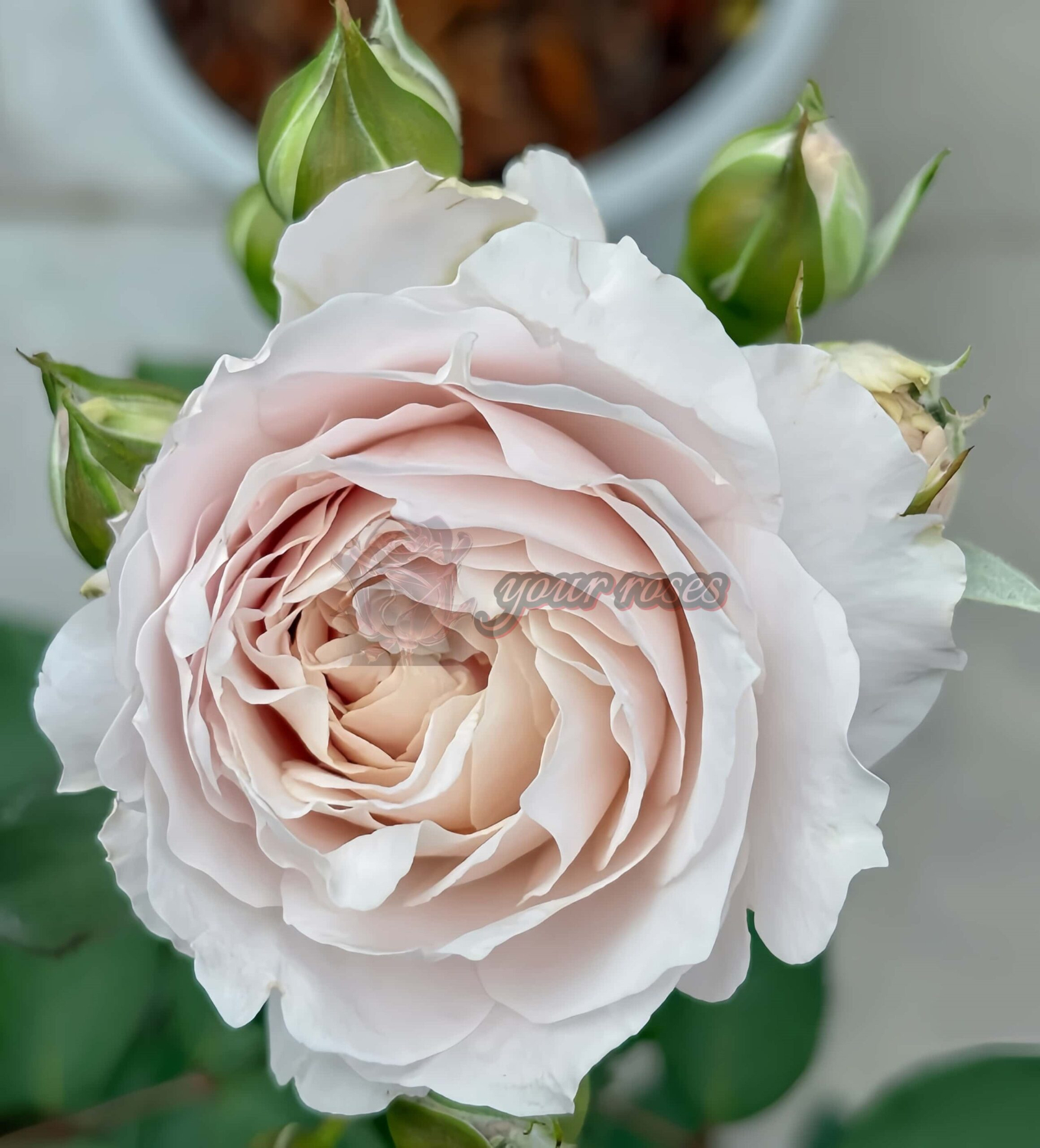 Xiuyun Liandai Rose丨Your roses