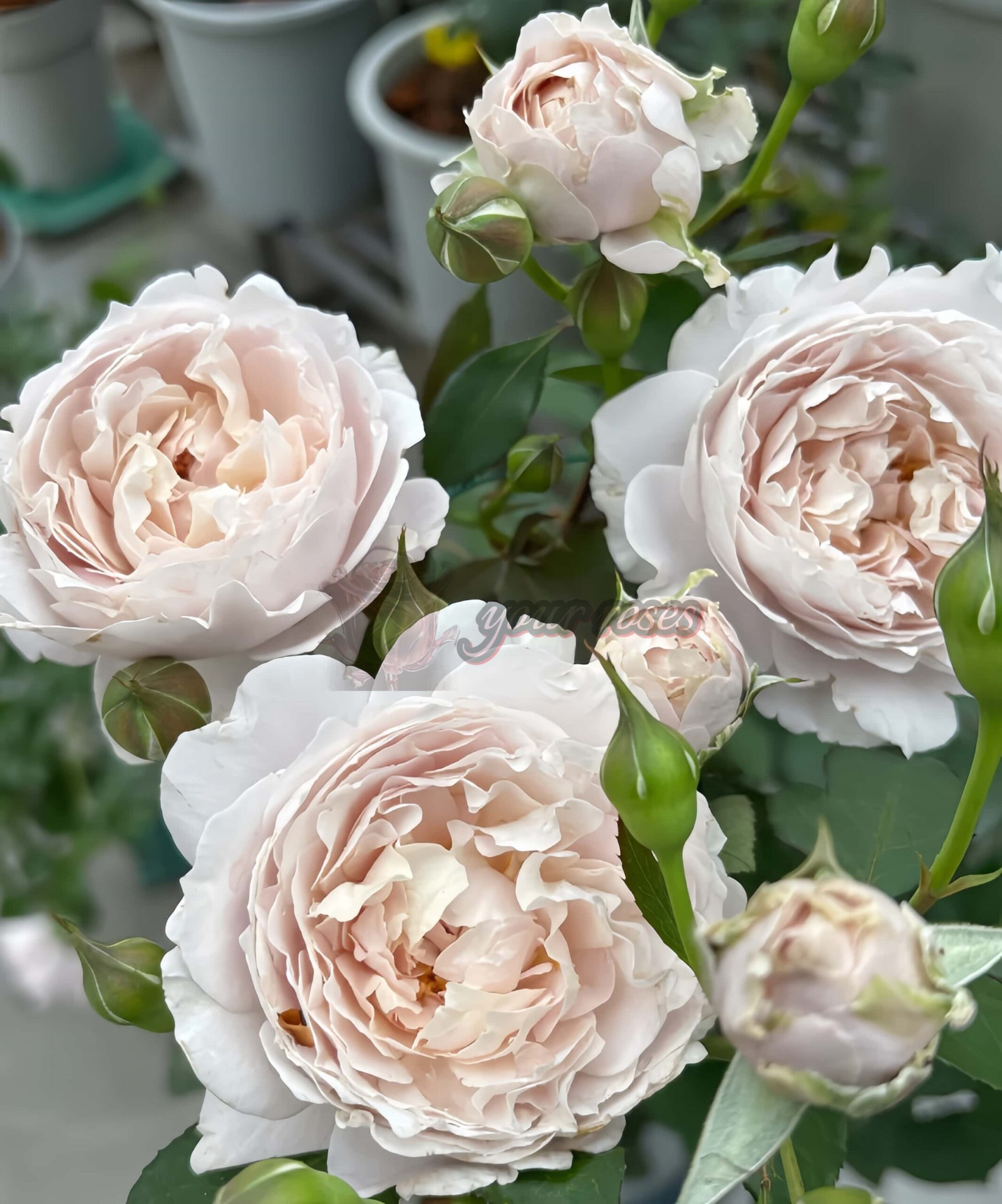 Xiuyun Liandai Rose plant丨Your roses