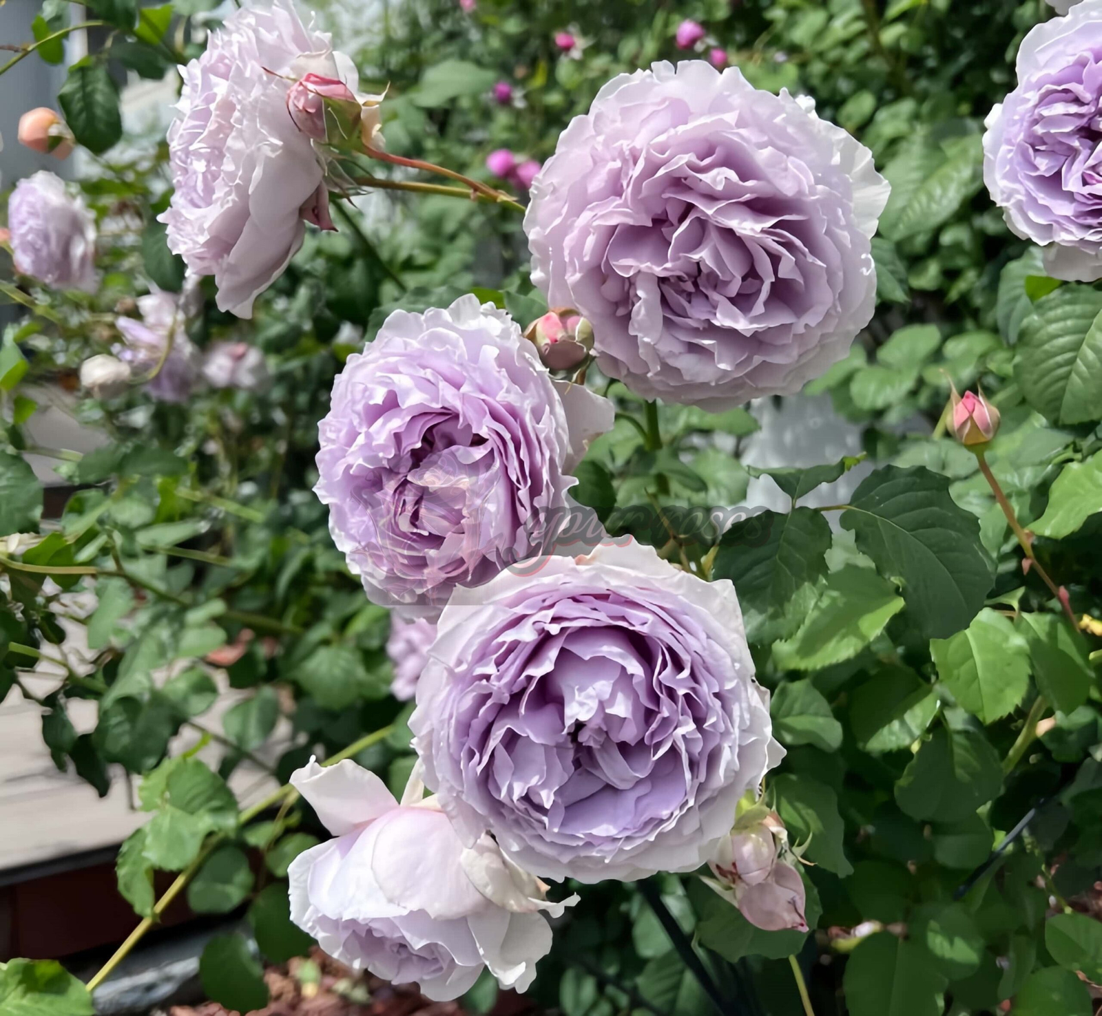 Yin Yin Qing Rose for sale丨Your roses