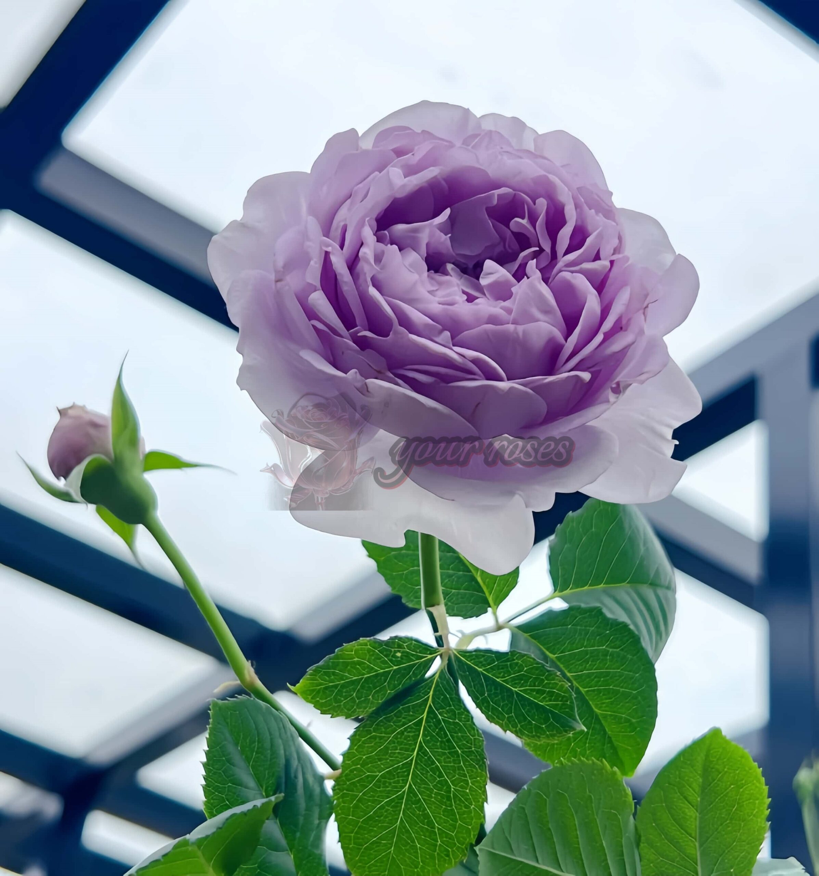 Yin Yin Qing Rose plant丨Your roses