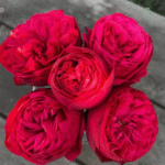 Piano Rose photo review