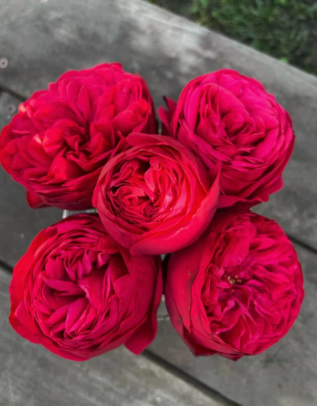 Click to view full screen Piano Rose photo review