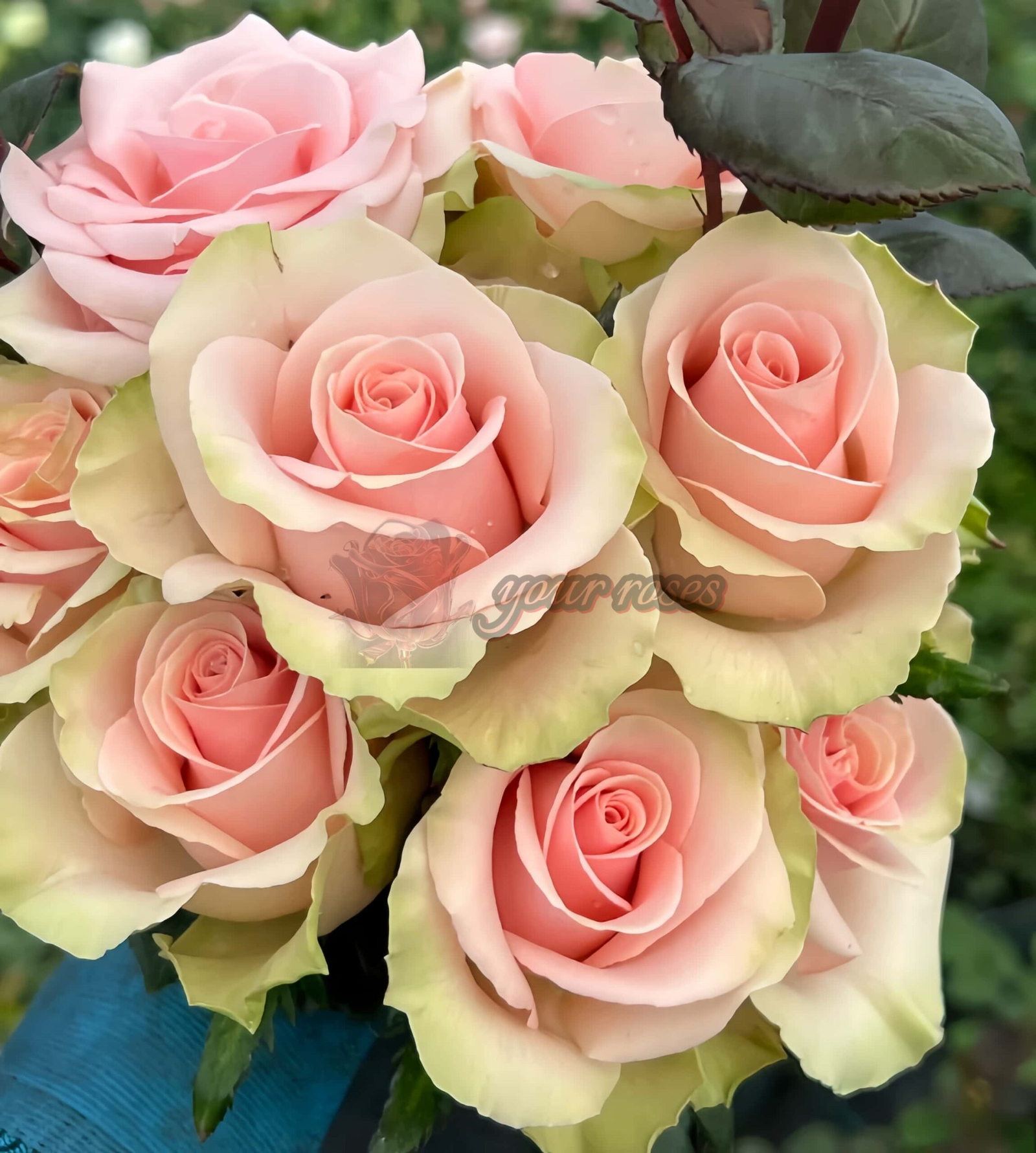 Absolut in Pink Rose丨Your roses