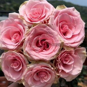 Absolut in Pink Rose plant丨Your roses