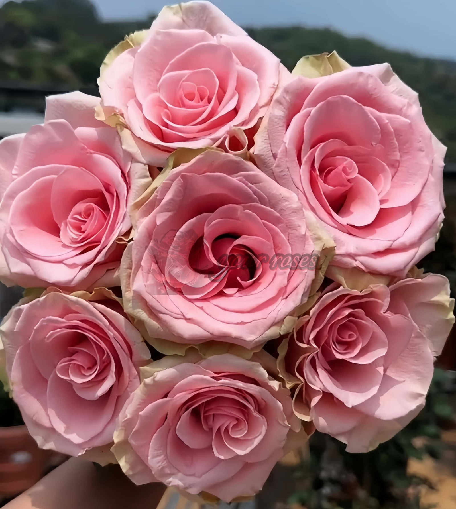 Absolut in Pink Rose plant丨Your roses