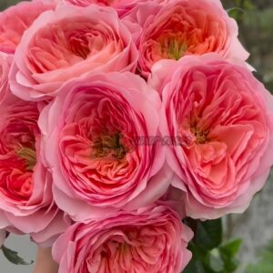 Annesley Rose for sale丨Your roses