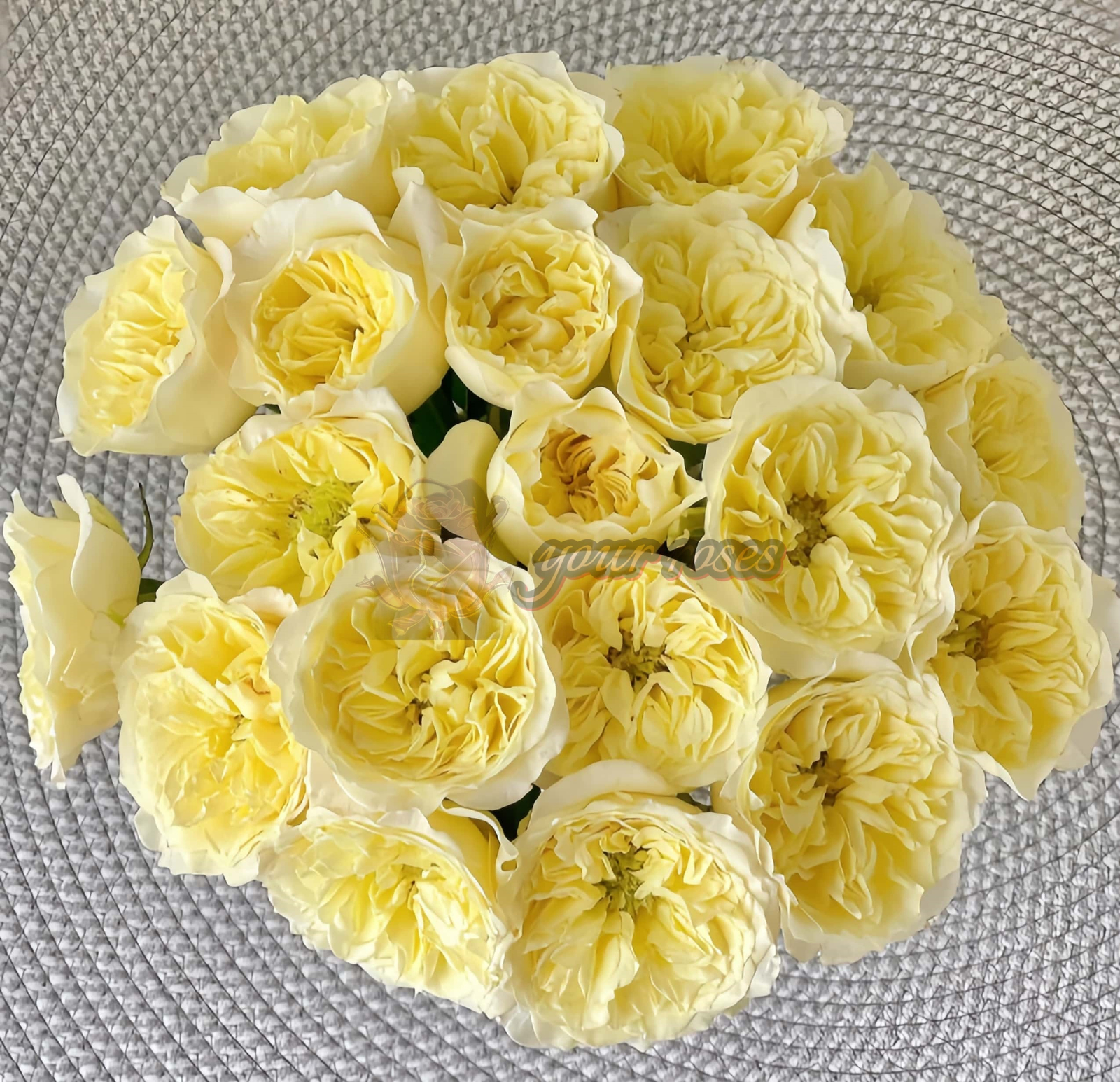 Asphyxiation Rose for sale丨Your roses