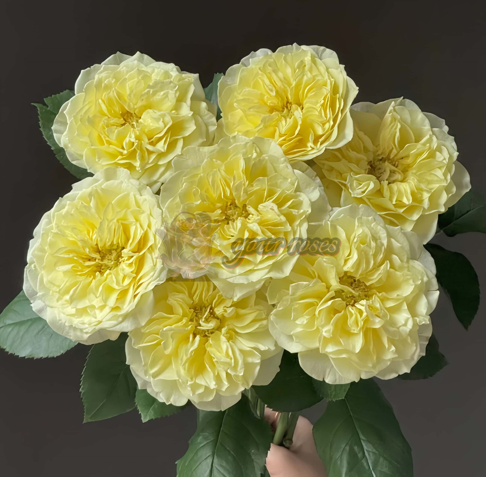 Asphyxiation Rose plant丨Your roses