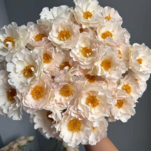 Bai Yu Xianzi Rose plant丨Your roses