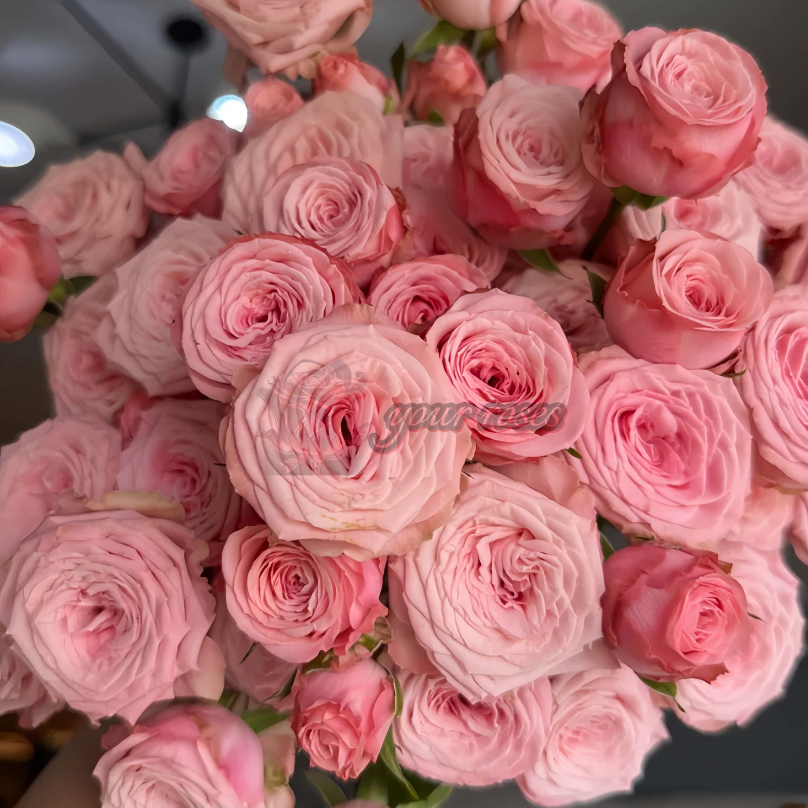 Birds Nest Rose丨Your roses