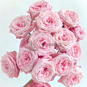 Birds Nest Rose plant丨Your roses