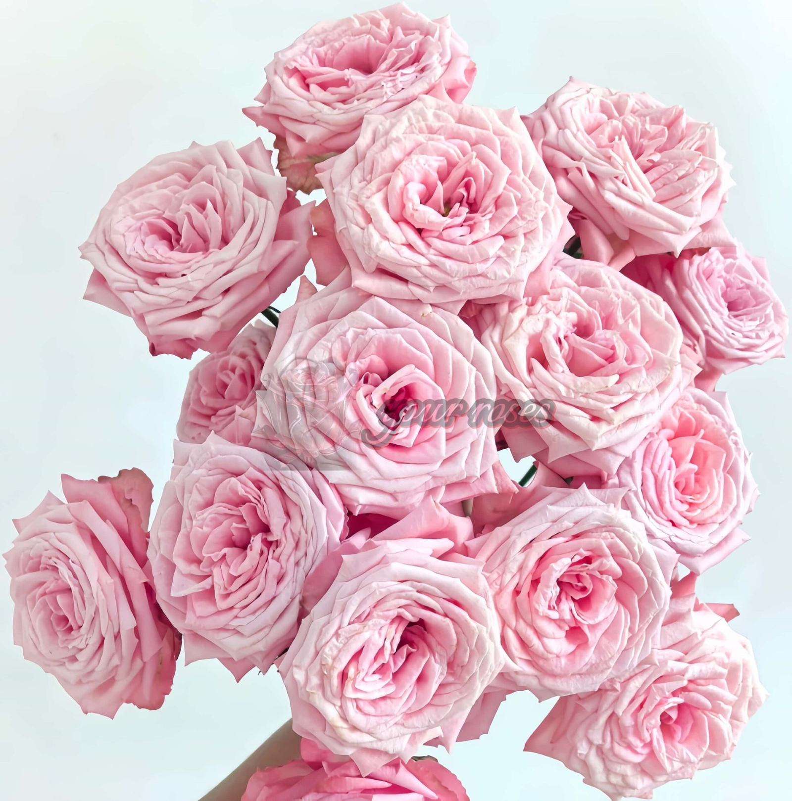 Birds Nest Rose plant丨Your roses