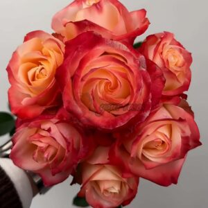 Cabaret Rose for sale丨Your roses
