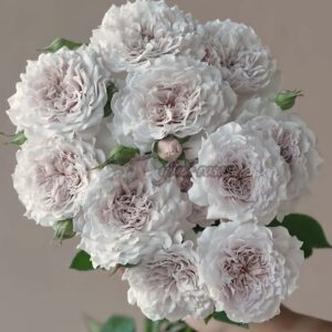 Chenyue Rose plant丨Your roses