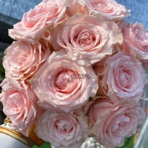 Cindy Rose for sale丨Your roses