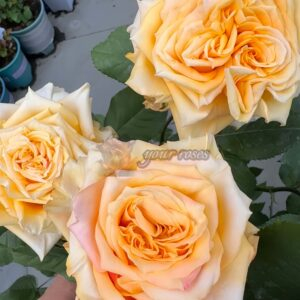 Curiosity Rose丨Your roses