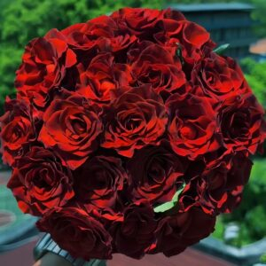 Espresso Rose丨Your roses