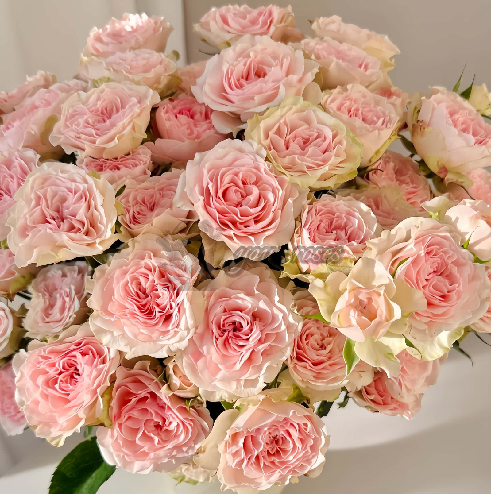 Farida Rose for sale丨Your roses