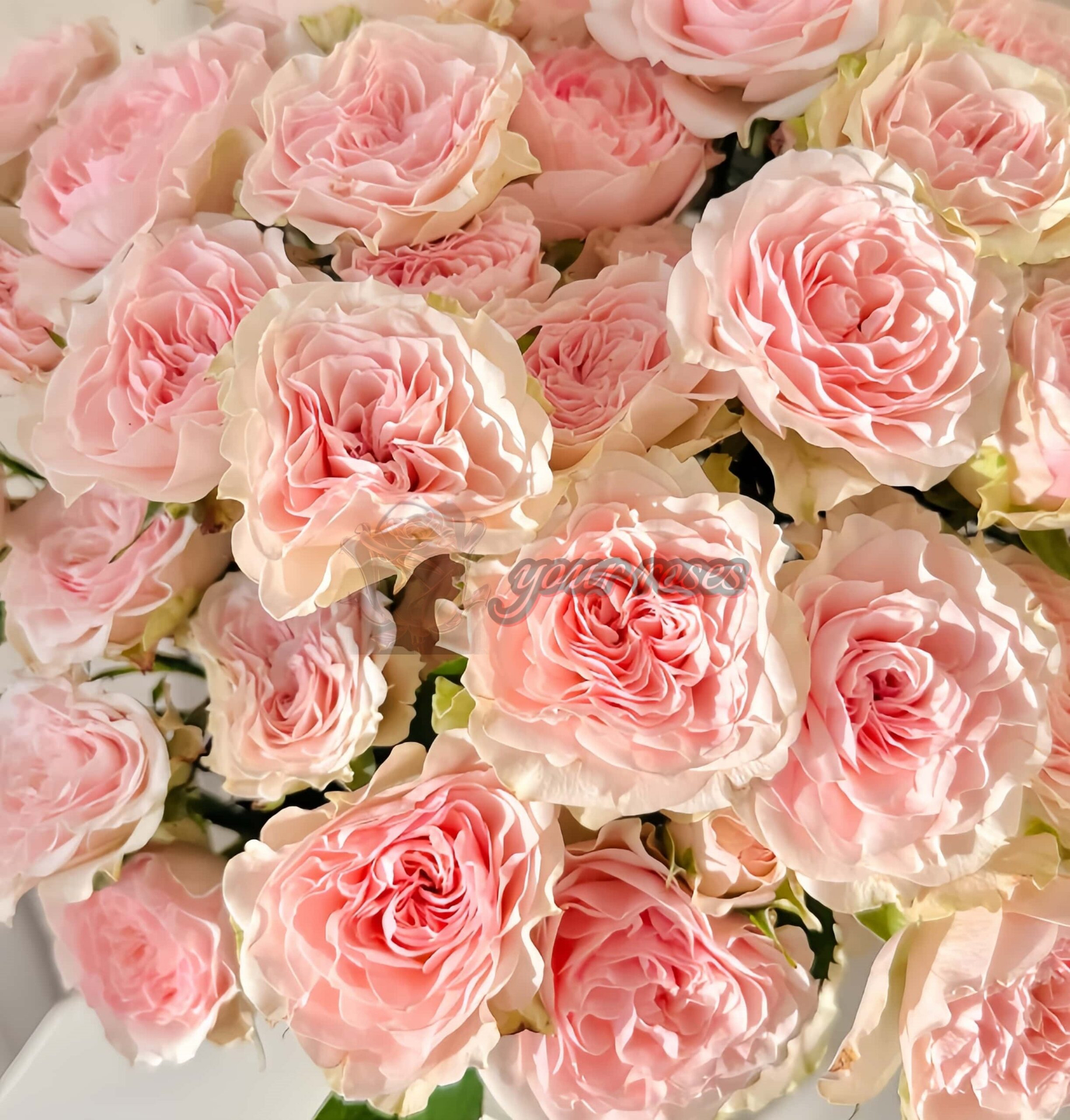 Farida Rose丨Your roses