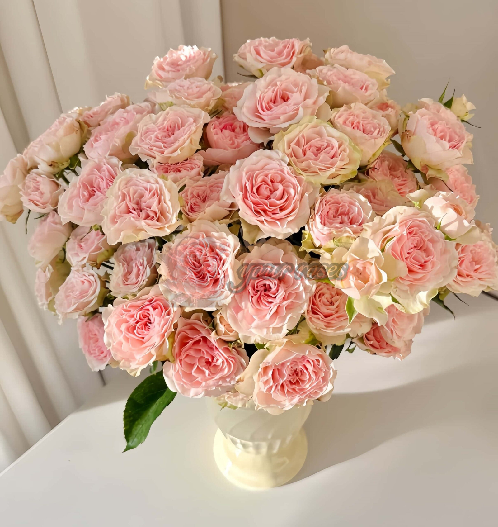 Farida Rose plant丨Your roses