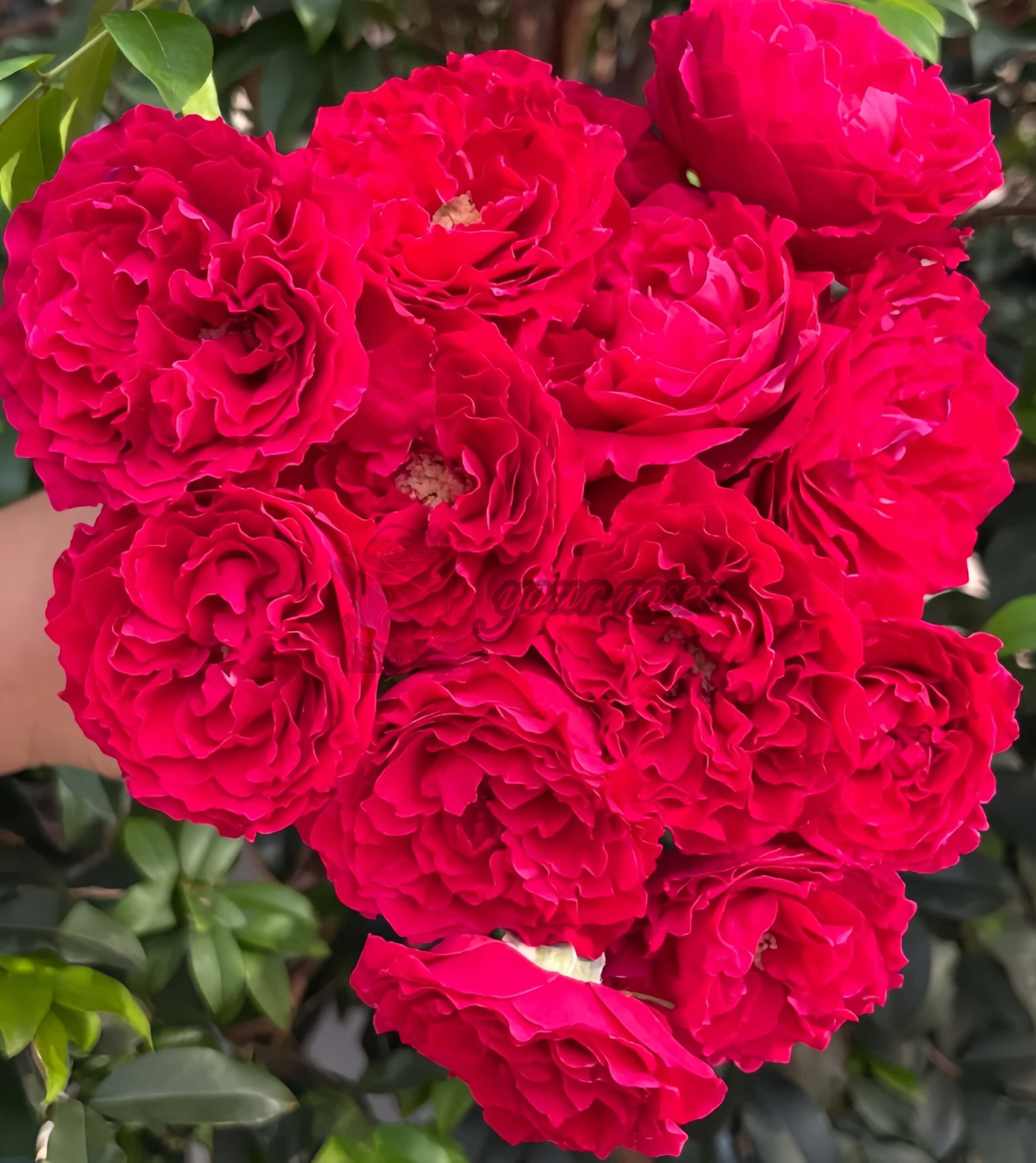 Feihuo Rose丨Your roses