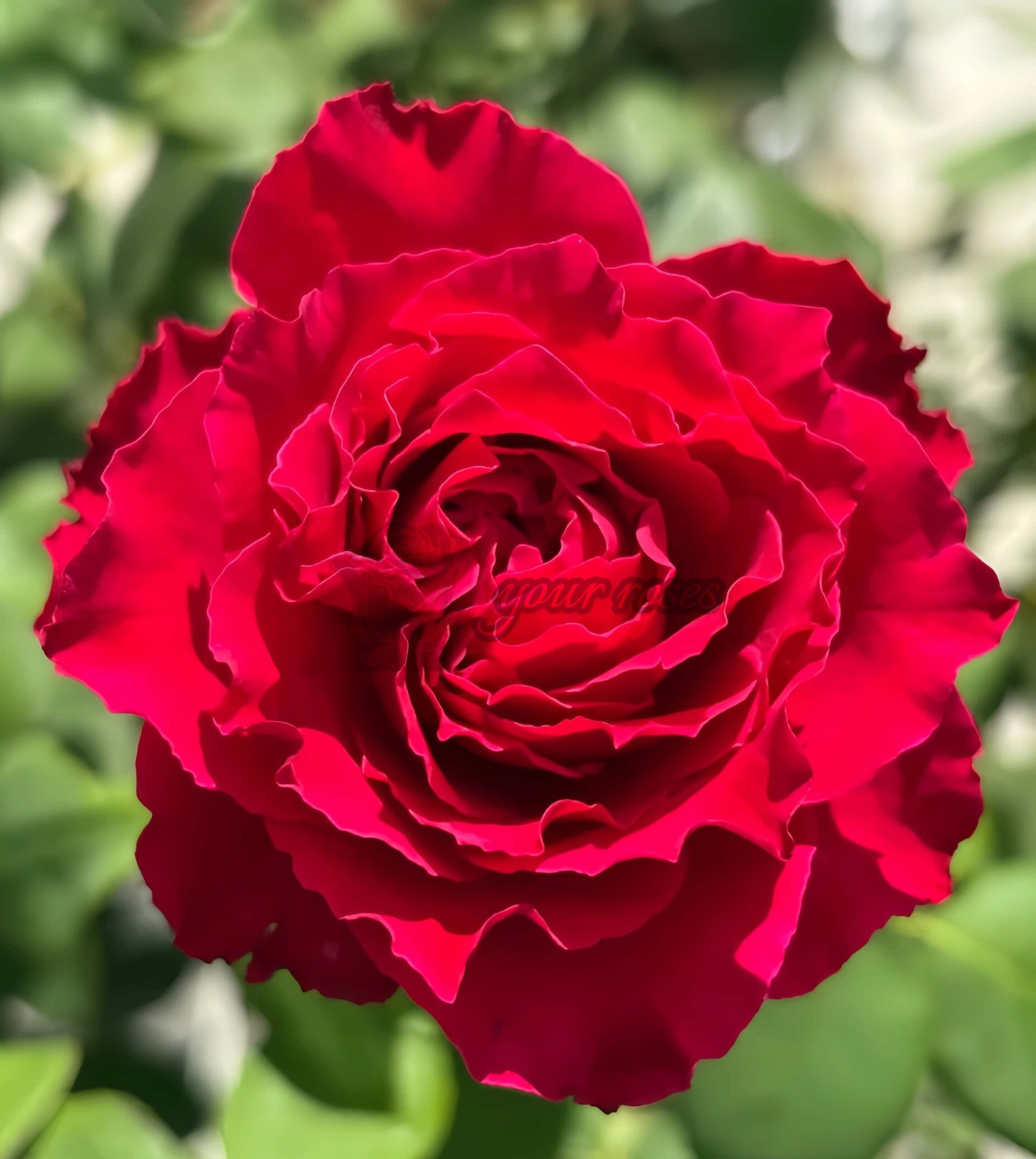Feihuo Rose for sale丨Your roses