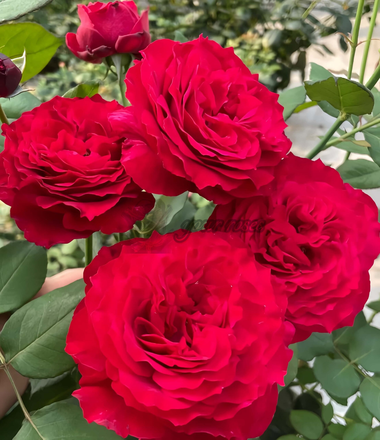 Feihuo Rose丨Your roses