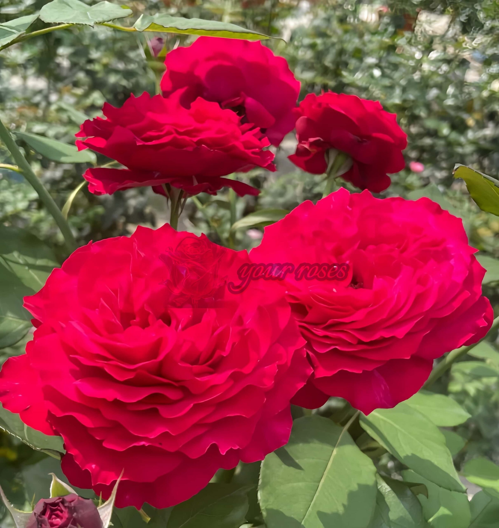 Feihuo Rose plant丨Your roses