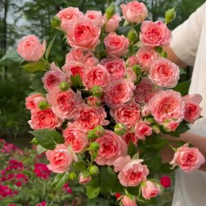 Femke Rose for sale丨Your roses
