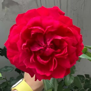 Fenghuangtai Rose plant丨Your roses