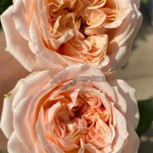 Foxy Lady Rose丨Your roses
