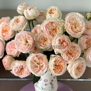 Grandma Finest Romy Rose for sale丨Your roses
