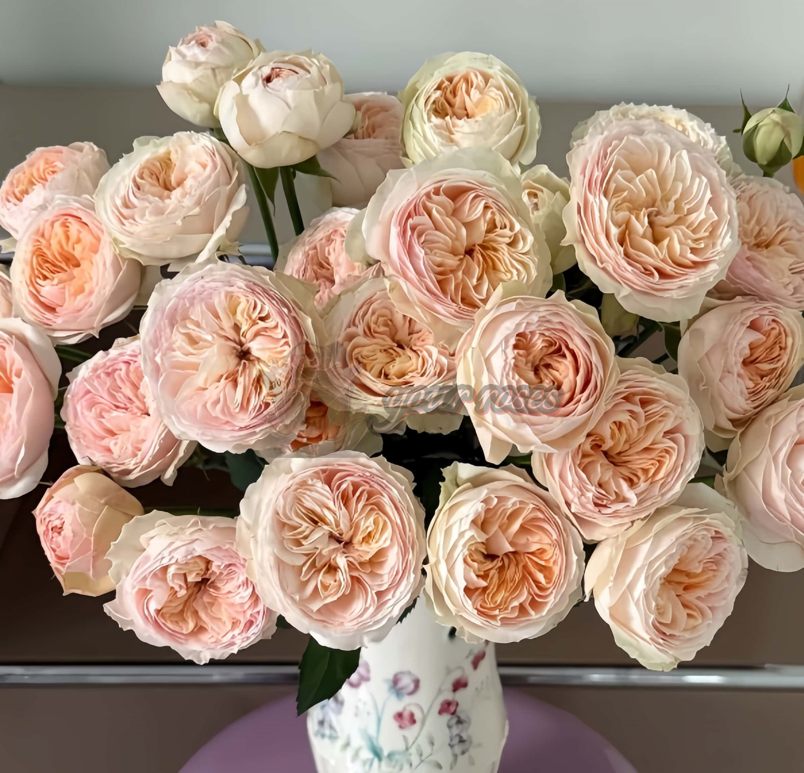 Grandma Finest Romy Rose for sale丨Your roses