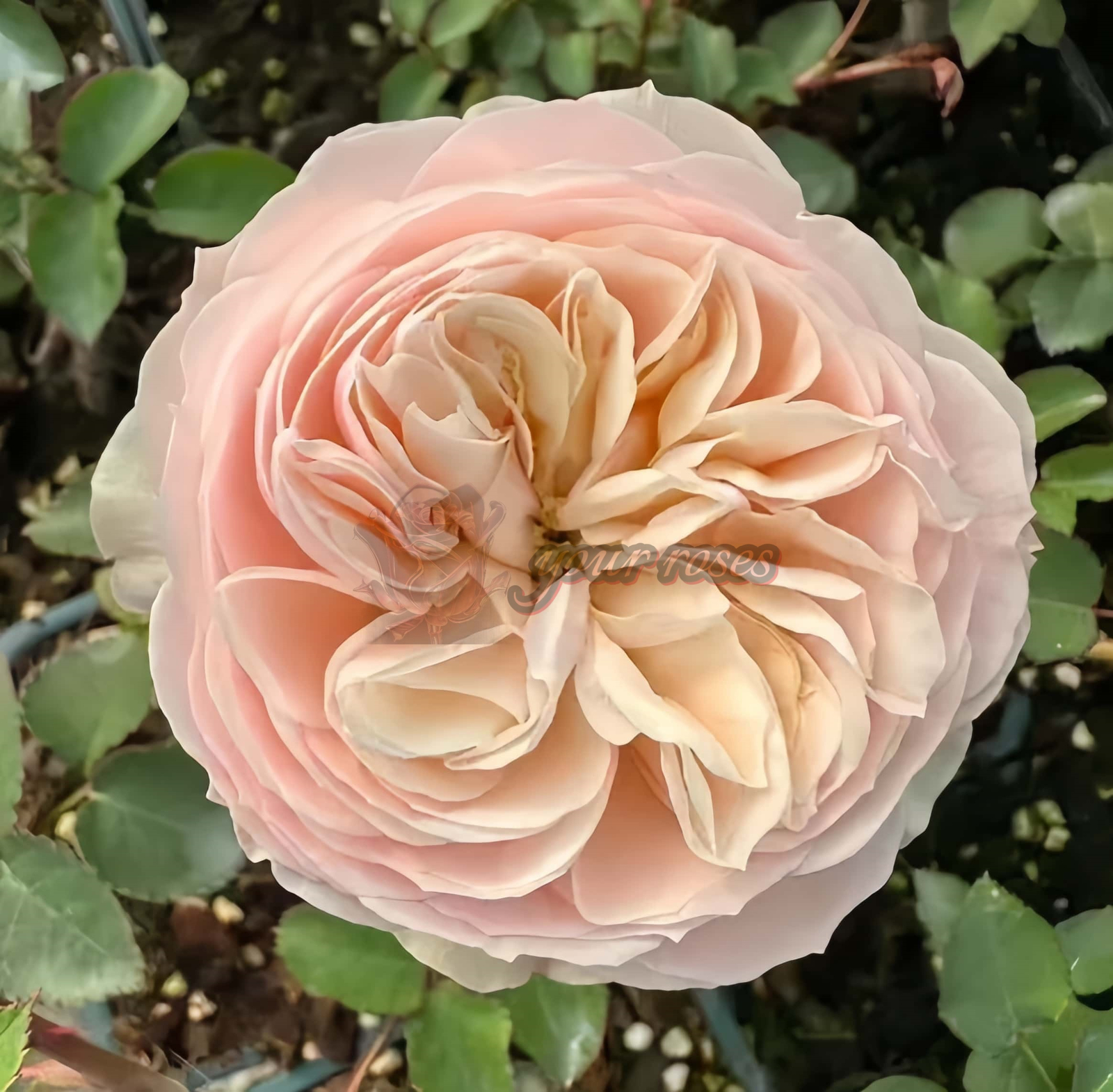 Grandma Finest Romy Rose plant丨Your roses