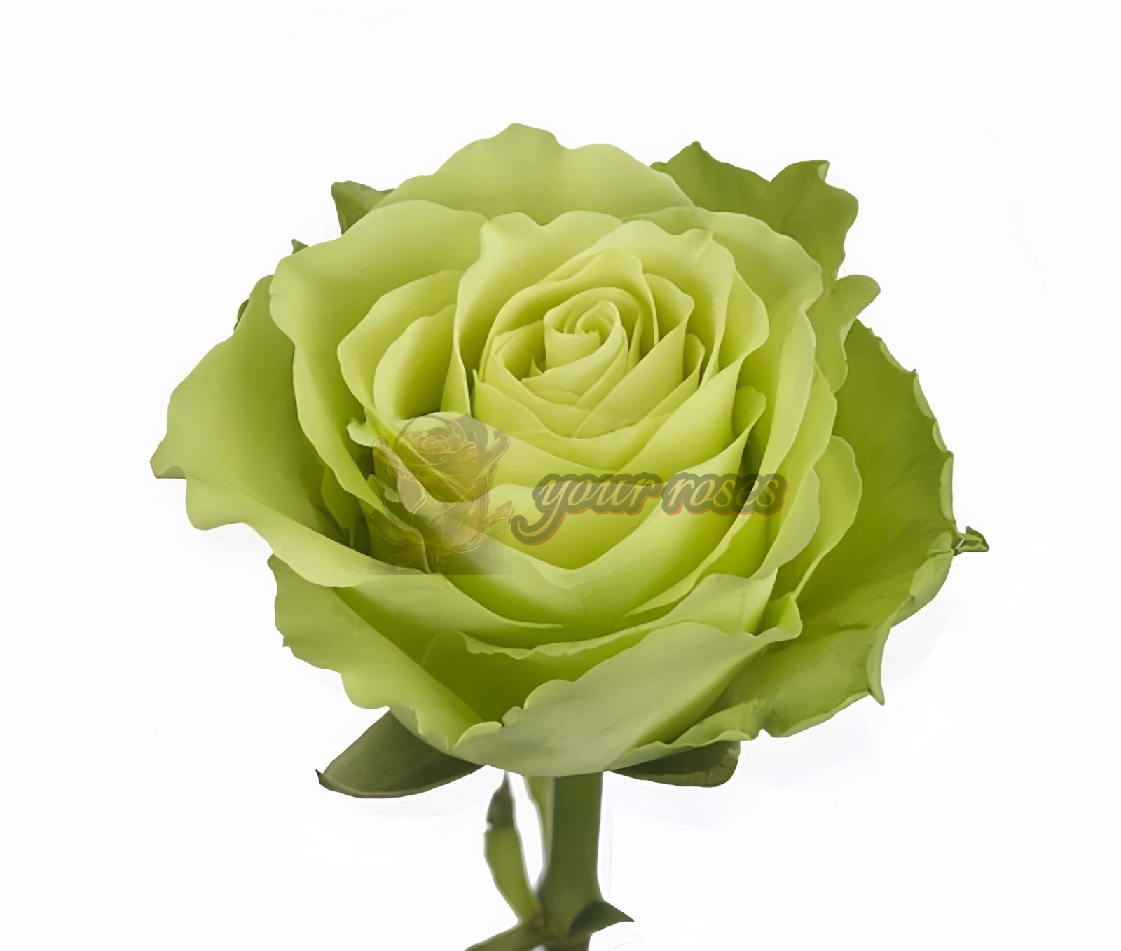 Green Generation Rose丨Your roses