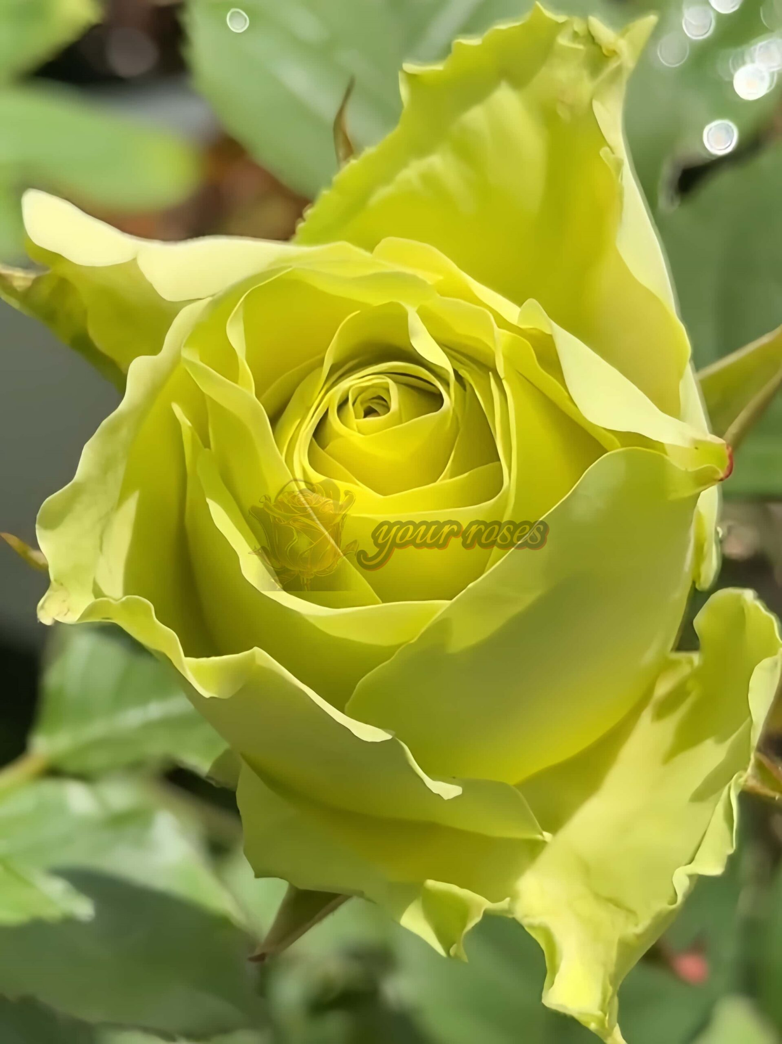 Green Generation Rose for sale丨Your roses