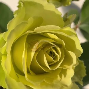 Green Generation Rose丨Your roses