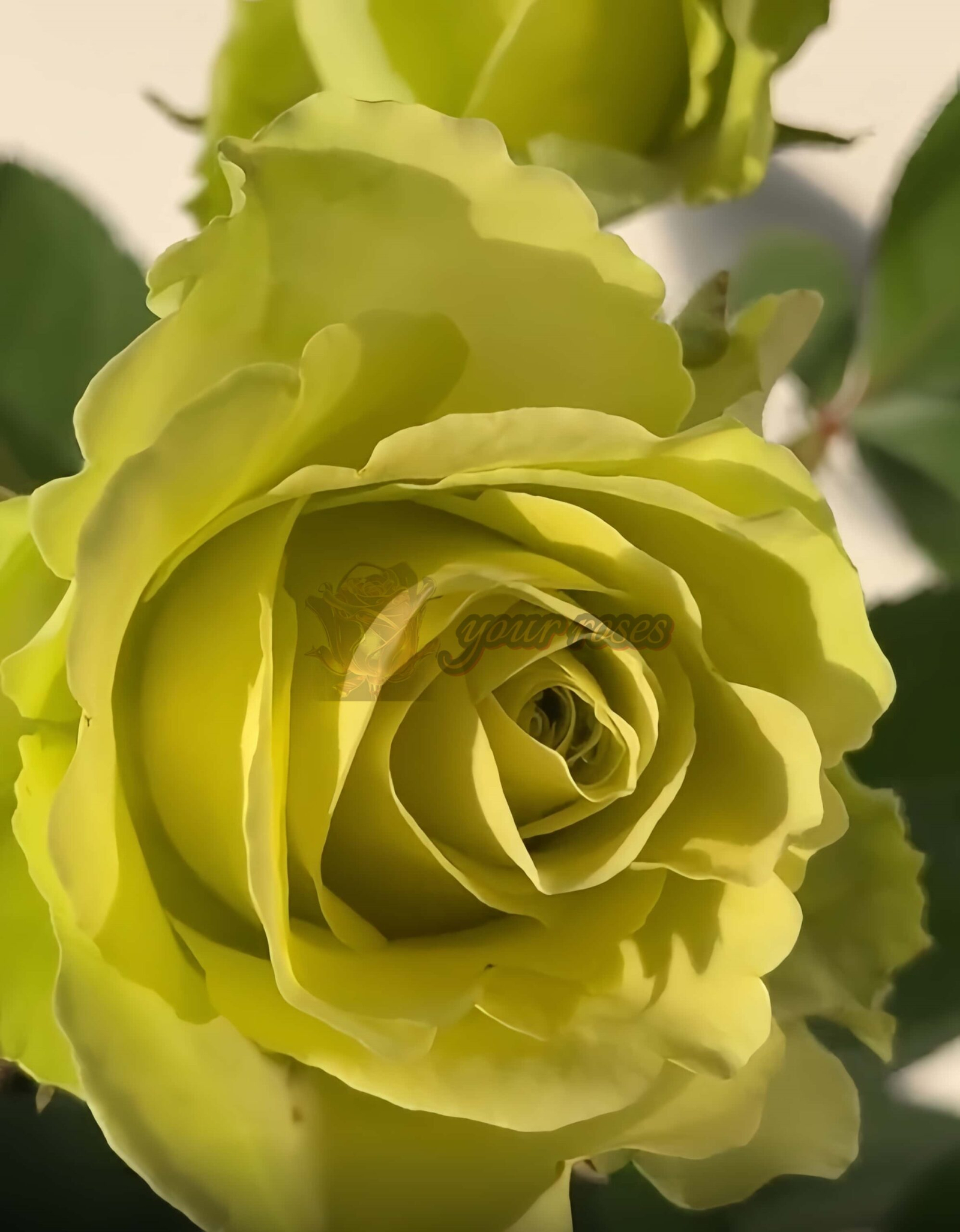 Green Generation Rose丨Your roses