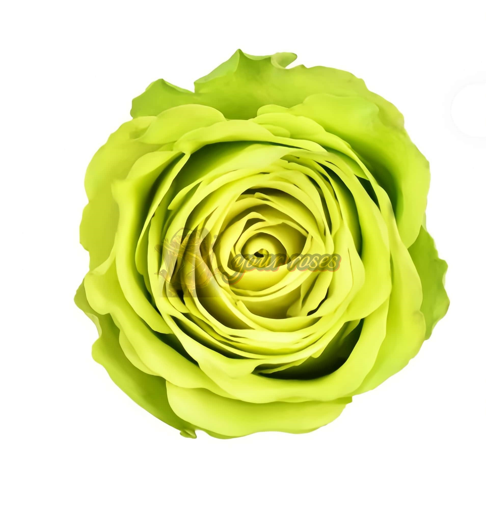 Green Generation Rose plant丨Your roses
