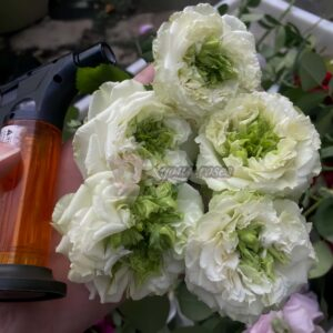 Green eyes Rose丨Your roses