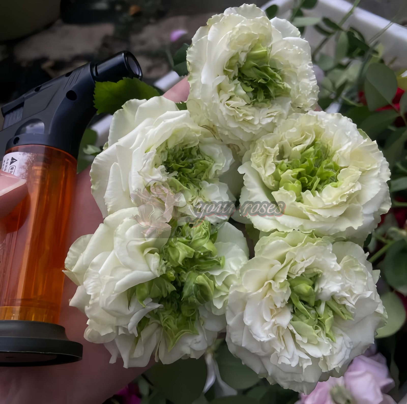 Green eyes Rose丨Your roses