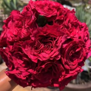 Hermanos Rose丨Your roses