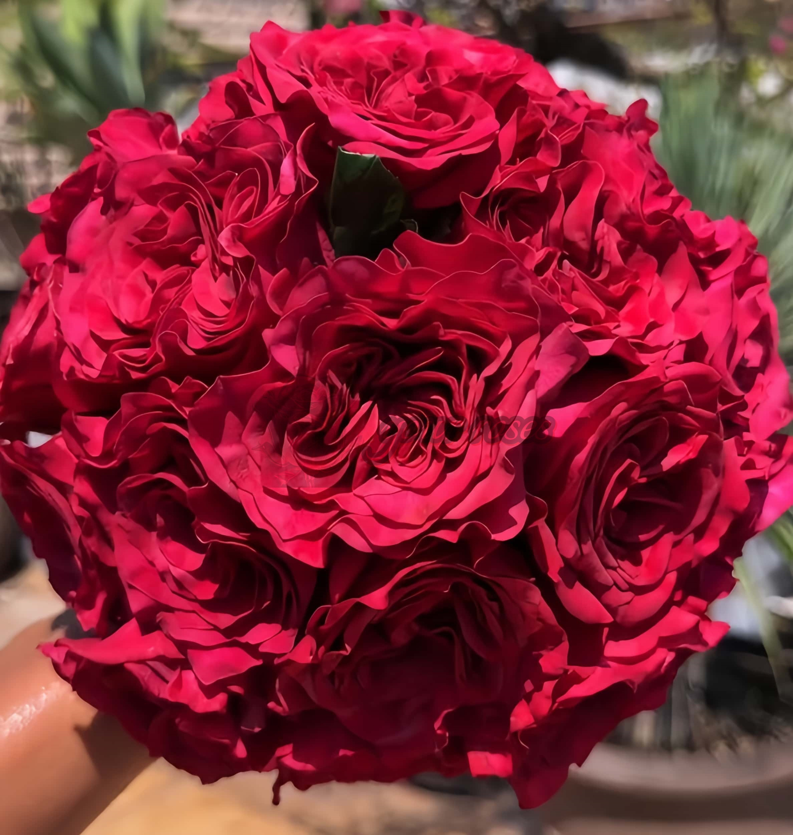 Hermanos Rose丨Your roses