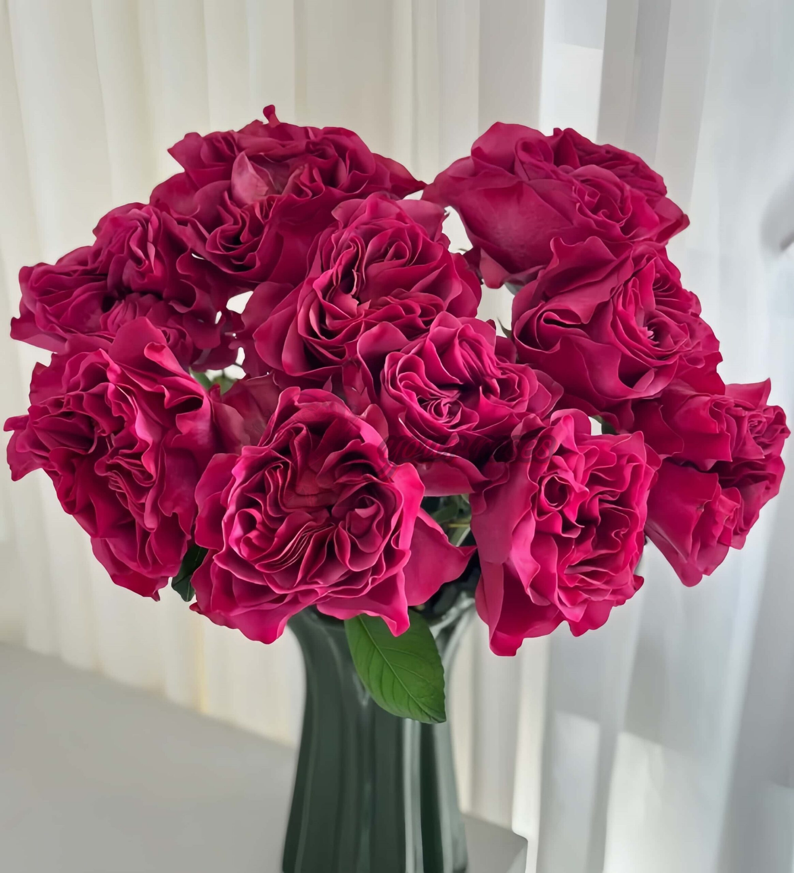 Hermanos Rose for sale丨Your roses