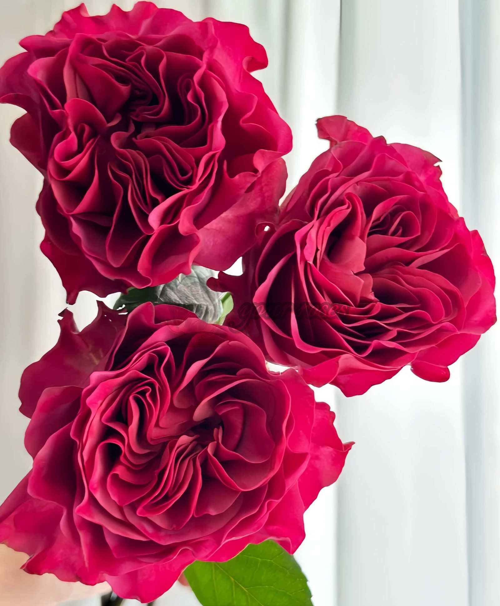 Hermanos Rose丨Your roses